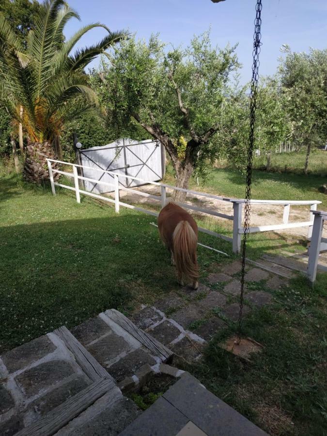 Il Poggio Degli Ulivi Lägenhet Trevignano Romano Exteriör bild
